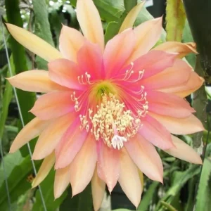 Salmon Epiphyllum Orchid Cactus Live Plant – 2 Healthy Plants in 4 Inch Pot – Flowering Houseplant - Image 1