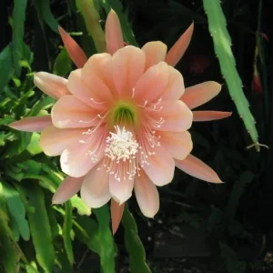 Salmon Epiphyllum Orchid Cactus Live Plant – 2 Healthy Plants in 4 Inch Pot – Flowering Houseplant - Image 2