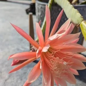Salmon Epiphyllum Orchid Cactus Live Plant – 2 Healthy Plants in 4 Inch Pot – Flowering Houseplant - Image 3