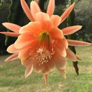 Salmon Epiphyllum Orchid Cactus Live Plant – 2 Healthy Plants in 4 Inch Pot – Flowering Houseplant - Image 4