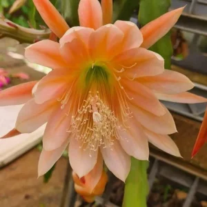 Salmon Epiphyllum Orchid Cactus Live Plant – 2 Healthy Plants in 4 Inch Pot – Flowering Houseplant - Image 5