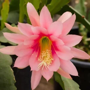 Salmon Epiphyllum Orchid Cactus Live Plant – 2 Healthy Plants in 4 Inch Pot – Flowering Houseplant - Image 6