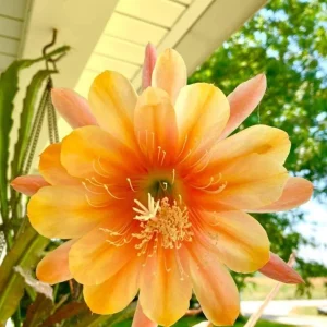 Salmon Epiphyllum Orchid Cactus Live Plant – 2 Healthy Plants in 4 Inch Pot – Flowering Houseplant - Image 7
