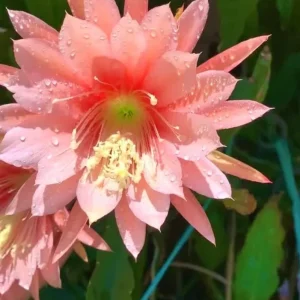 Salmon Epiphyllum Orchid Cactus Live Plant – 2 Healthy Plants in 4 Inch Pot – Flowering Houseplant - Image 8