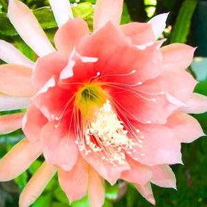 Salmon Epiphyllum Orchid Cactus Live Plant – 2 Healthy Plants in 4 Inch Pot – Flowering Houseplant - Image 9