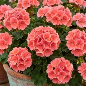 Salmon Geranium Live Plant - 4 Inch Pot, Vibrant Salmon-Pink Blooms, Outdoor - Image 3