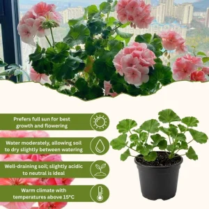 Salmon Geranium Live Plant - 4 Inch Pot, Vibrant Salmon-Pink Blooms, Outdoor - Image 4
