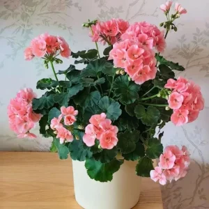Salmon Geranium Live Plant - 4 Inch Pot, Vibrant Salmon-Pink Blooms, Outdoor - Image 5