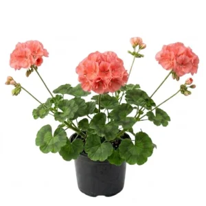 Salmon Geranium Live Plant - 4 Inch Pot, Vibrant Salmon-Pink Blooms, Outdoor - Image 1
