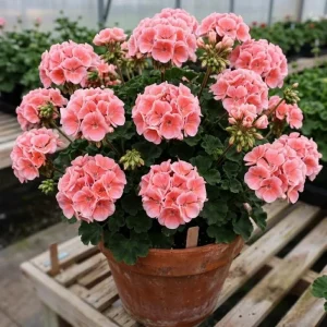 Salmon Geranium Live Plant - 4 Inch Pot, Vibrant Salmon-Pink Blooms, Outdoor - Image 6