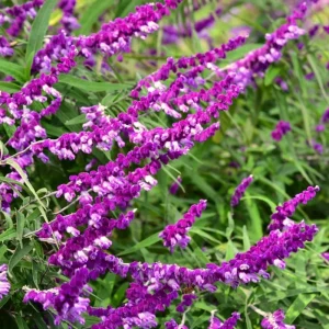 Salvia Sage Live Plants - Set of 3, 4-6 Inches Tall, Perennial Outdoor Flowering - Image 2