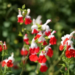 Salvia Sage Live Plants - Set of 3, 4-6 Inches Tall, Perennial Outdoor Flowering - Image 3