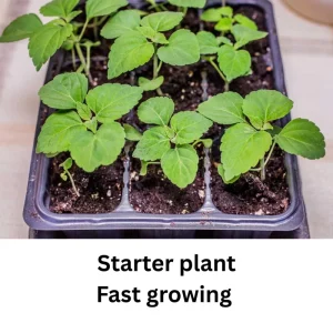 Salvia Sage Live Plants - Set of 3, 4-6 Inches Tall, Perennial Outdoor Flowering - Image 4