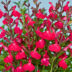Salvia Sage Live Plants - Set of 3, 4-6 Inches Tall, Perennial Outdoor Flowering - Image 5