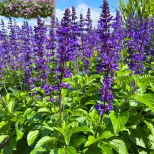 Salvia Sage Live Plants - Set of 3, 4-6 Inches Tall, Perennial Outdoor Flowering - Image 6