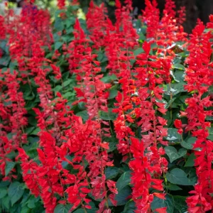 Salvia Sage Live Plants - Set of 3, 4-6 Inches Tall, Perennial Outdoor Flowering - Image 7
