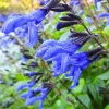 Salvia Sage Live Plants - Set of 3, 4-6 Inches Tall, Perennial Outdoor Flowering - Image 1