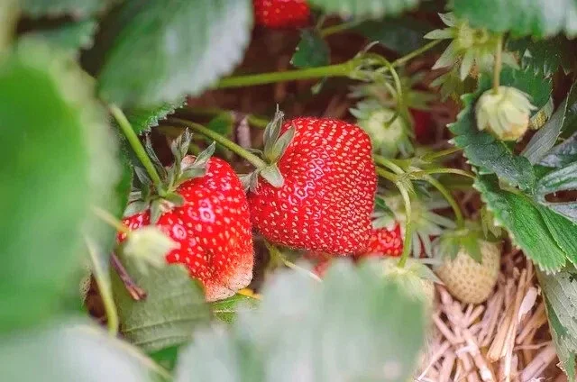 San Andreas Everbearing Strawberry Live Plants - Set of 6 Starter Plants, Outdoor Edible Fruit - Image 2