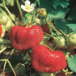 San Andreas Everbearing Strawberry Live Plants - Set of 6 Starter Plants, Outdoor Edible Fruit - Image 3