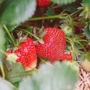 San Andreas Everbearing Strawberry Live Plants - Starter Set of 6 - Outdoor - Image 2