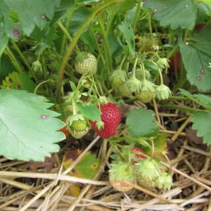 San Andreas Everbearing Strawberry Live Plants - Starter Set of 6 - Outdoor Perennial - Image 4