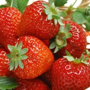 San Andreas Everbearing Strawberry Live Plants - Starter Set of 6 - Outdoor Perennial - Image 5