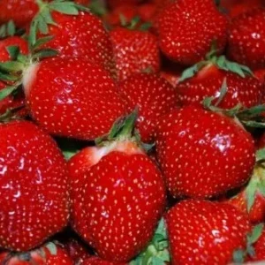 San Andreas Everbearing Strawberry Live Plants - Starter Set of 6 - Outdoor - Image 1