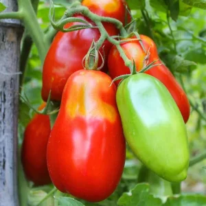San Marzano Tomato Plant Live, 4-8 Inch Tall, 2 Plants in Pot, Vegetable for Planting - Image 2