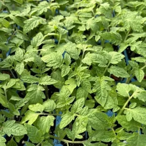 San Marzano Tomato Plant Live, 4-8 Inch Tall, 2 Plants in Pot, Vegetable for Planting - Image 9