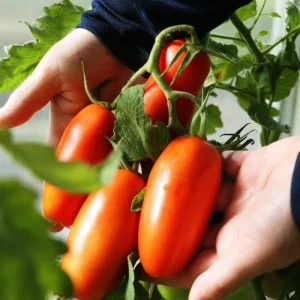 San Marzano Tomato Plant – Live Heirloom Paste Tomato Seedling – 4 Inch Pot, 5-8 Inch Tall - Image 2