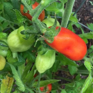 San Marzano Tomato Plant – Live Heirloom Paste Tomato Seedling – 4 Inch Pot, 5-8 Inch Tall - Image 3