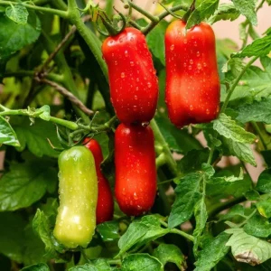 San Marzano Tomato Plant – Live Heirloom Paste Tomato Seedling – 4 Inch Pot, 5-8 Inch Tall - Image 4