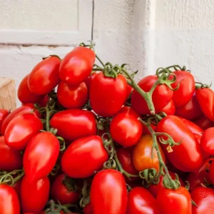 San Marzano Tomato Plant – Live Heirloom Paste Tomato Seedling – 4 Inch Pot, 5-8 Inch Tall - Image 5