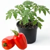 San Marzano Tomato Plant – Live Heirloom Paste Tomato Seedling – 4 Inch Pot, 5-8 Inch Tall - Image 1