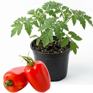 San Marzano Tomato Plant – Live Heirloom Paste Tomato Seedling – 4 Inch Pot, 5-8 Inch Tall - Image 1