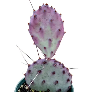 Santa Rita Purple Prickly Pear Cactus Live Plant 2 Inch - Indoor/Outdoor Succulent - Image 2