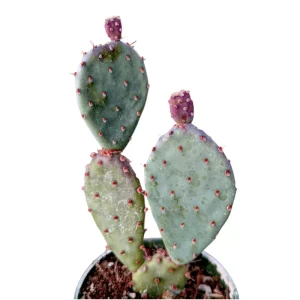 Santa Rita Purple Prickly Pear Cactus Live Plant 2 Inch - Indoor/Outdoor Succulent - Image 4