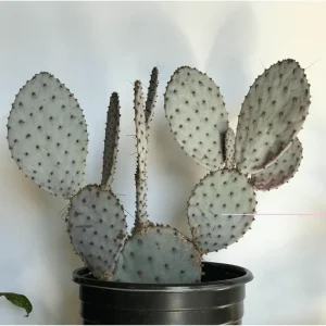 Santa Rita Purple Prickly Pear Cactus Live Plant 2 Inch - Indoor/Outdoor Succulent - Image 6