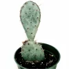 Santa Rita Purple Prickly Pear Cactus Live Plant 2 Inch - Indoor/Outdoor Succulent - Image 1