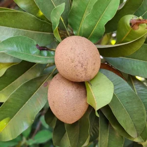 Sapodilla Live Plant – Tropical Sapote Tree Seedling, 6-10 Inches Tall, Outdoor - Image 2