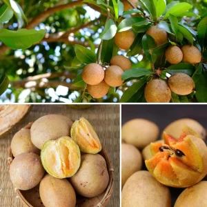 Sapodilla Live Plant – Tropical Sapote Tree Seedling, 6-10 Inches Tall, Outdoor - Image 3