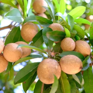 Sapodilla Live Plant – Tropical Sapote Tree Seedling, 6-10 Inches Tall, Outdoor - Image 4