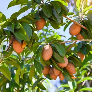 Sapodilla Live Plant – Tropical Sapote Tree Seedling, 6-10 Inches Tall, Outdoor - Image 7