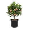 Sapodilla Live Plant – Tropical Sapote Tree Seedling, 6-10 Inches Tall, Outdoor - Image 1