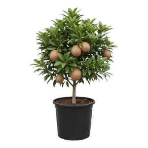 Sapodilla Live Plant – Tropical Sapote Tree Seedling, 6-10 Inches Tall, Outdoor - Image 1