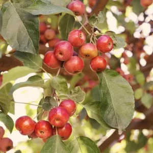 Sargent Crabapple Bare Root Plants - Set of 2, 6-12 Inch Tall, Malus Sargentii - Image 3