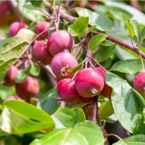 Sargent Crabapple Bare Root Plants - Set of 2, 6-12 Inch Tall, Malus Sargentii - Image 1