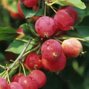 Sargent Crabapple Bare Root Plants - Set of 2, 6-12 Inch Tall, Malus Sargentii - Image 4