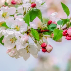 Sargent Crabapple Bare Root Plants - Set of 2, 6-12 Inch Tall, Malus Sargentii - Image 5