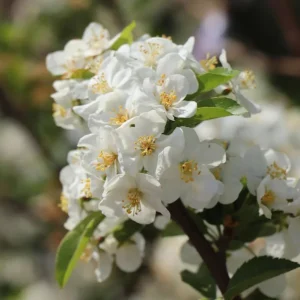 Sargent Crabapple Bare Root Plants - Set of 2, 6-12 Inch Tall, Malus Sargentii - Image 6